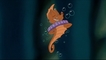film_PetiteSirene_26.jpg